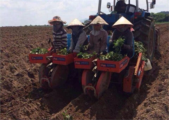 富来威甘薯移栽机被高度认可 富来威甘薯移栽机被高度认可