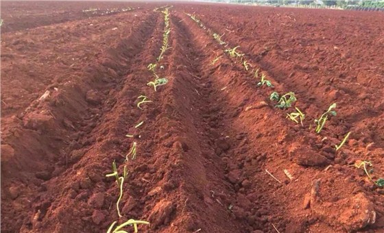富来威移栽机种植甘薯苗效果 富来威移栽机种植甘薯苗效果
