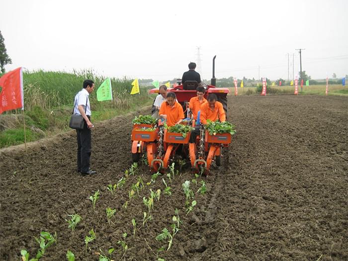 富来威2ZL链夹式作物移栽机在田间种植油菜