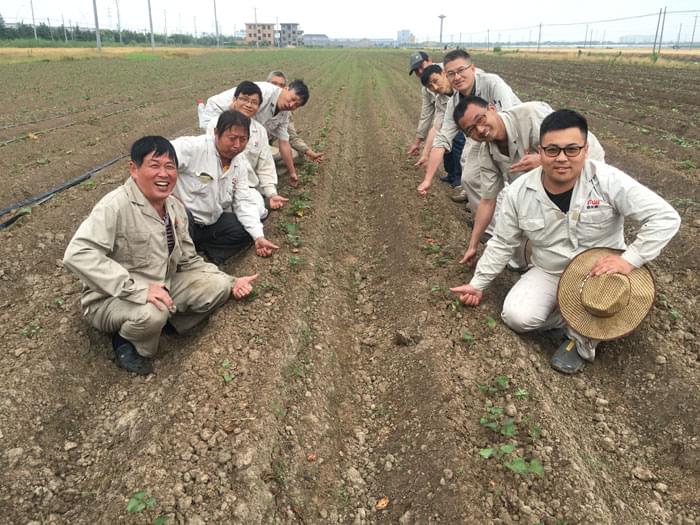 富来威红薯生产示范基地种植红薯苗已成活