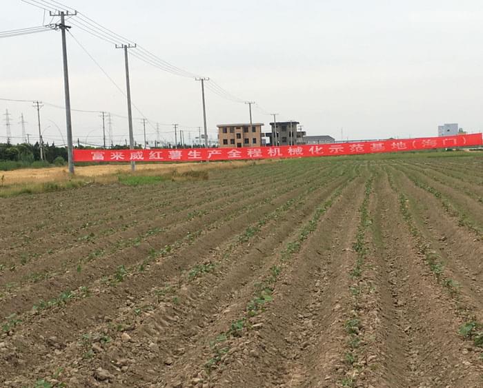 富来威红薯种植示范基地