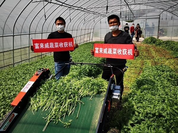 富来威叶菜收获机在苏沪多地受欢迎