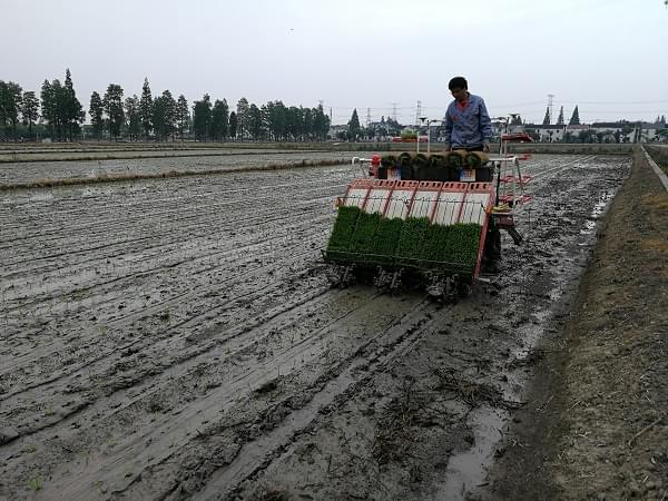 上海市水稻密播稀植在青浦开插