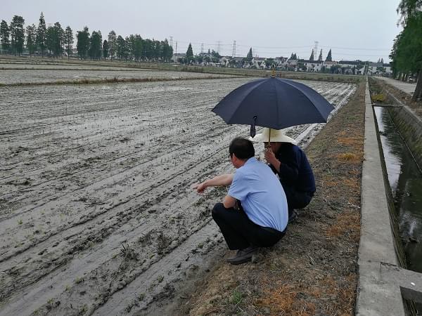 富来威密播稀植插秧机在上海 (1)